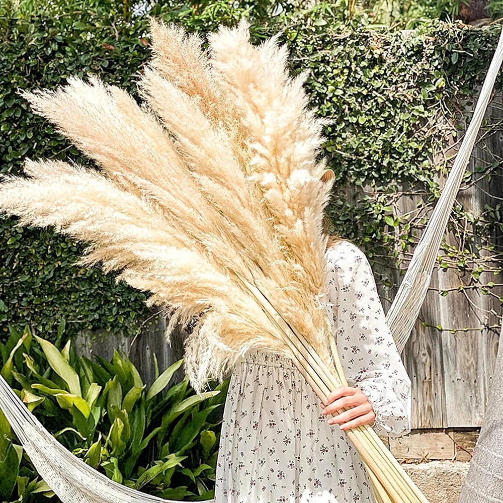 Pampas Grass Decor - 110 - 120cm Large Dried Pampas