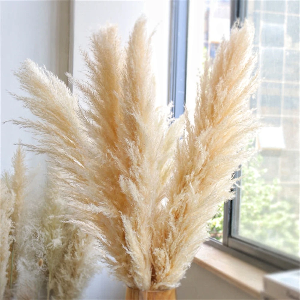 110 - 120cm Large Dried Pampas - đánh giá và giá Pampas Grass Decor
